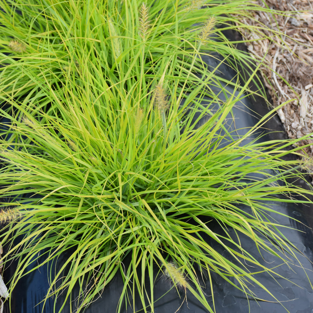 PENNISETUM LUMEN GOLD