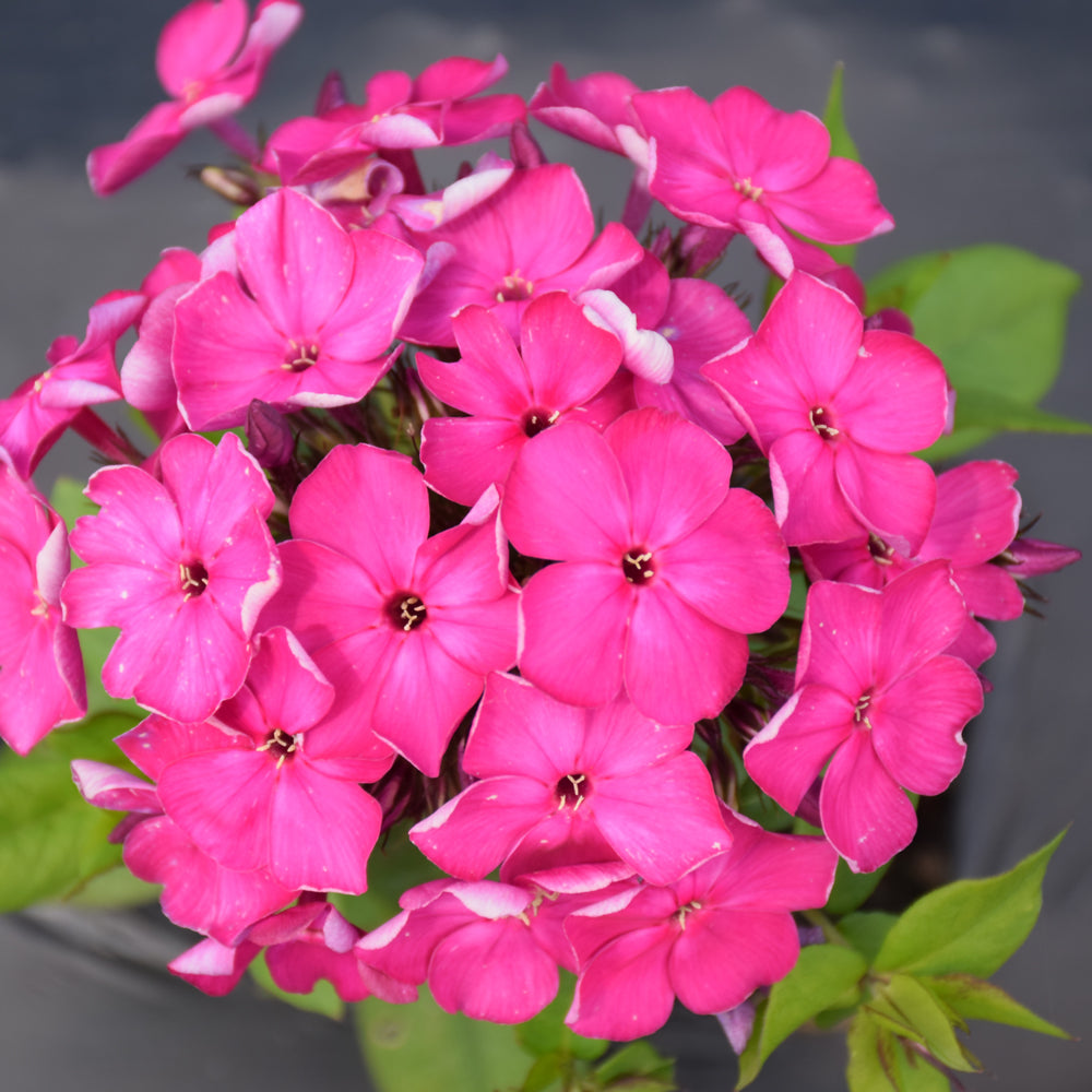 PHLOX BAMBINI DESIRE