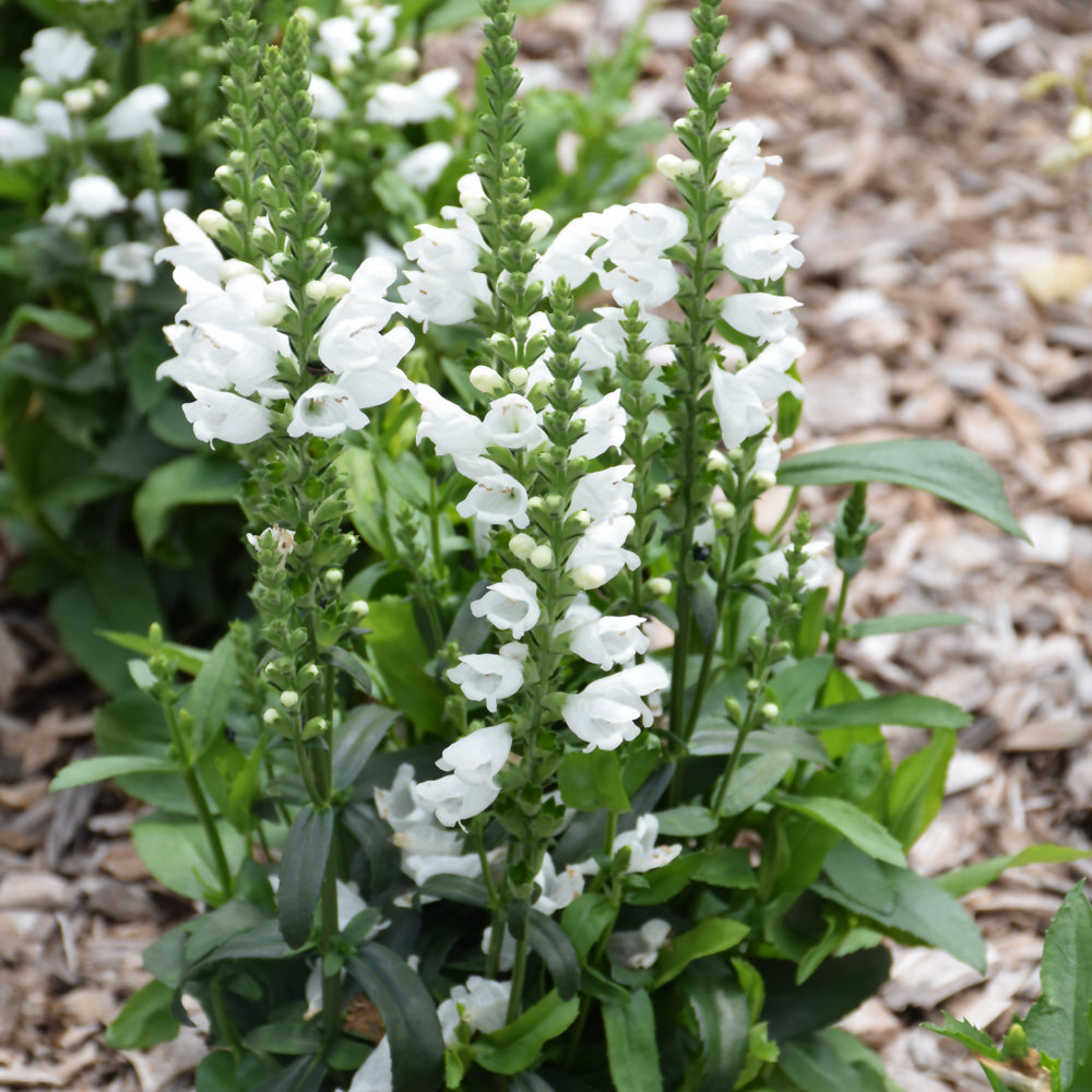 PHYSOSTEGIA CRYSTAL PEAK WHITE