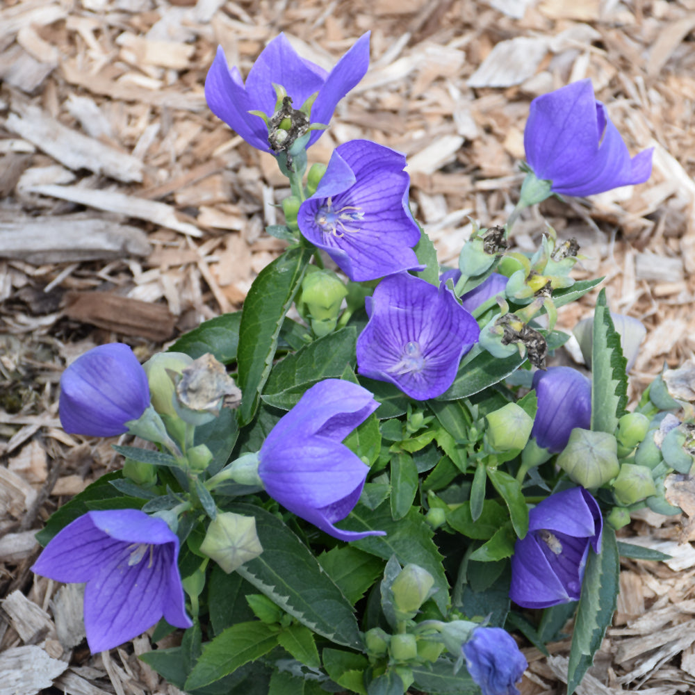 PLATYCODON TWINKLE BLUE