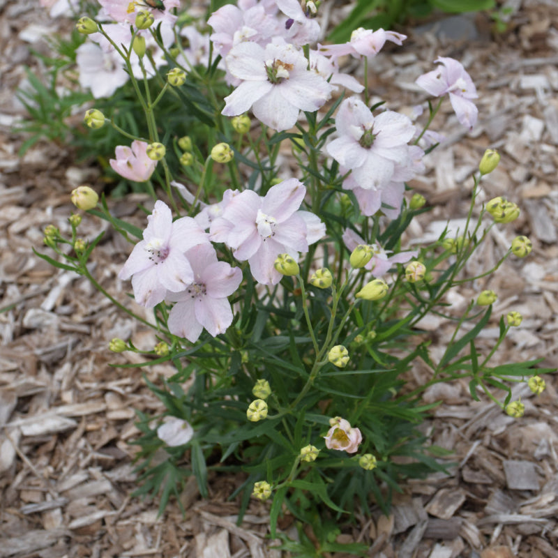 DELPHINIUM SUMMER MORNING