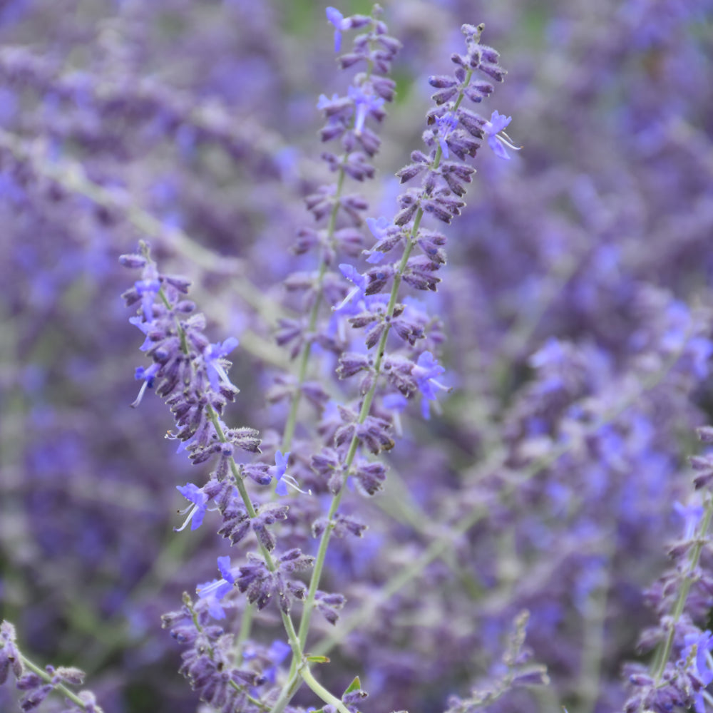 PEROVSKIA CRAZY BLUE