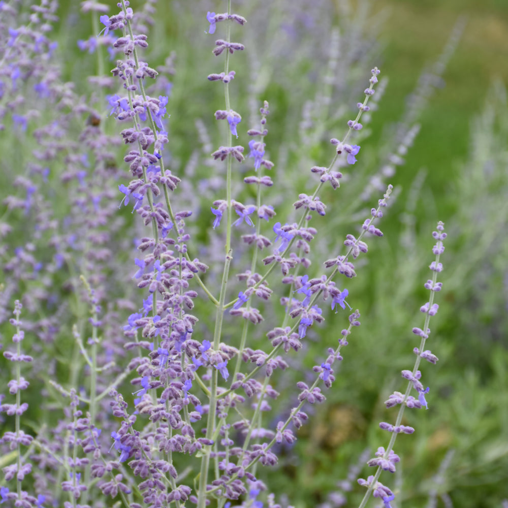 PEROVSKIA BLUE STEEL