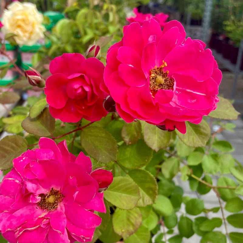 ROSE EXPLORER GEORGE VANCOUVER