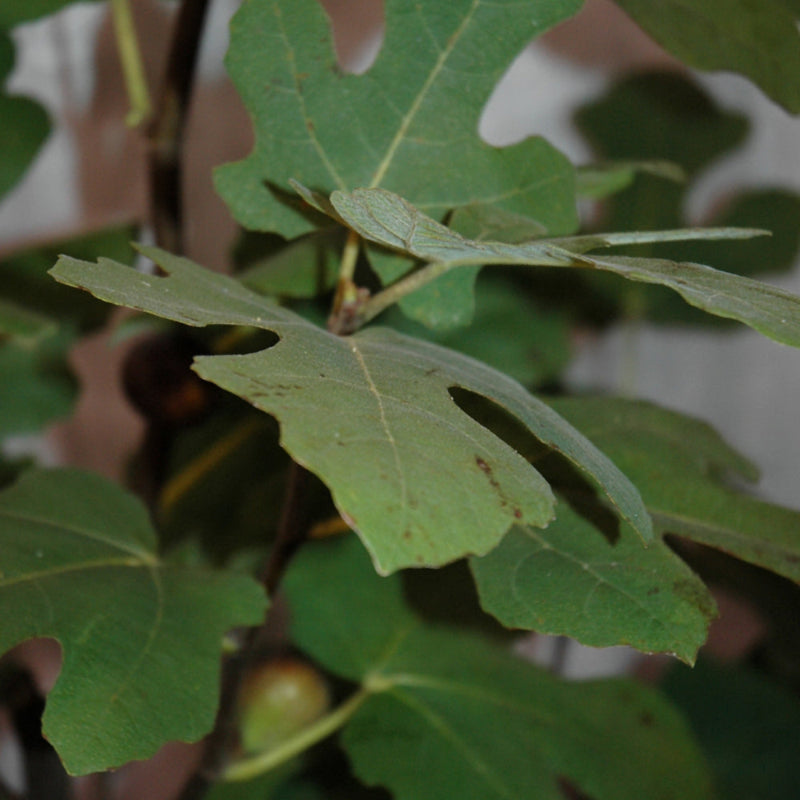 FICUS CHICAGO HARDY
