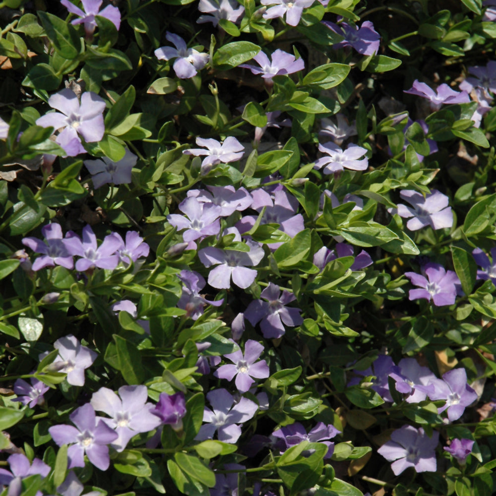 PERIWINKLE