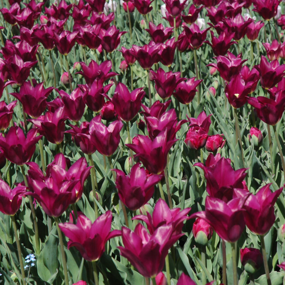 TULIP PURPLE DREAM LILY FLOWER