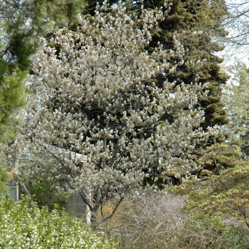 SERVICEBERRY ALLEGHENY