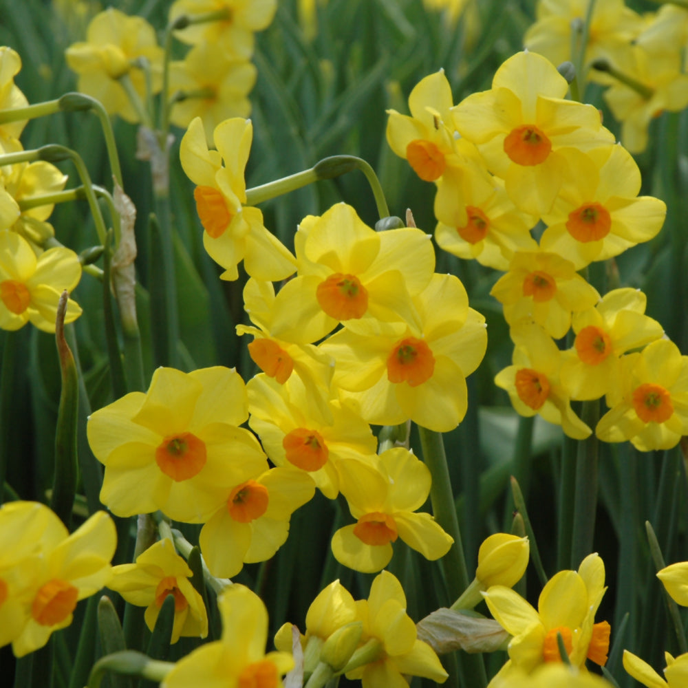 NARCISSUS MARTINETTE