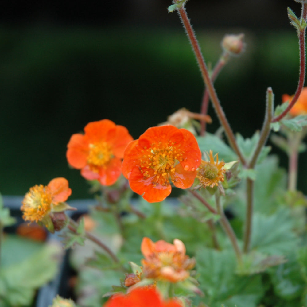 GEUM KOI