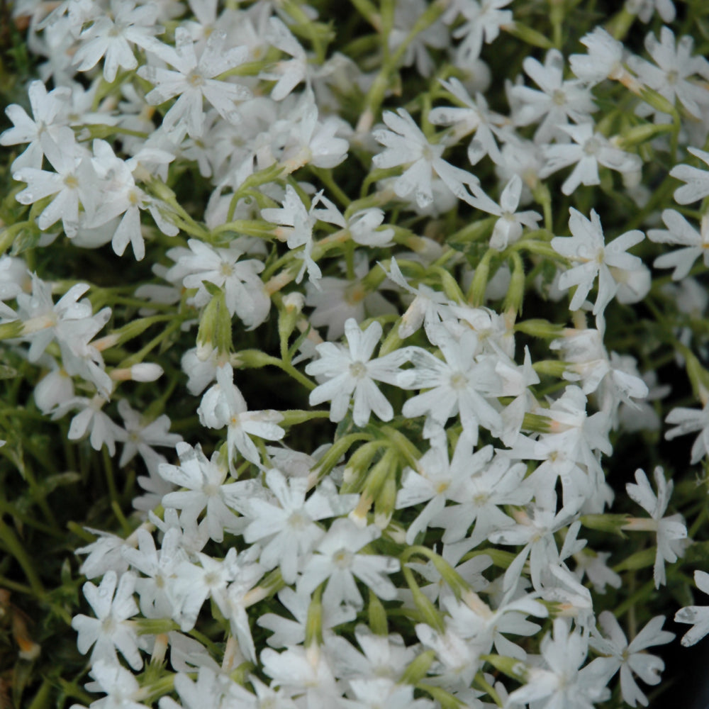 PHLOX SNOWFLAKE