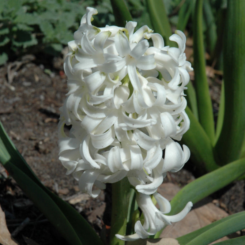 HYACINTH WHITE PEARL