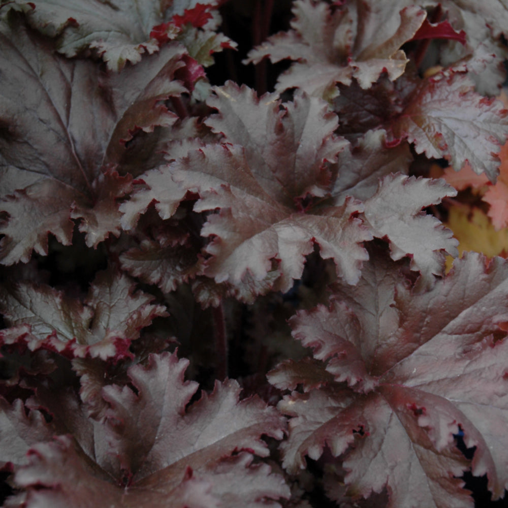 HEUCHERA BLACK TAFFETA