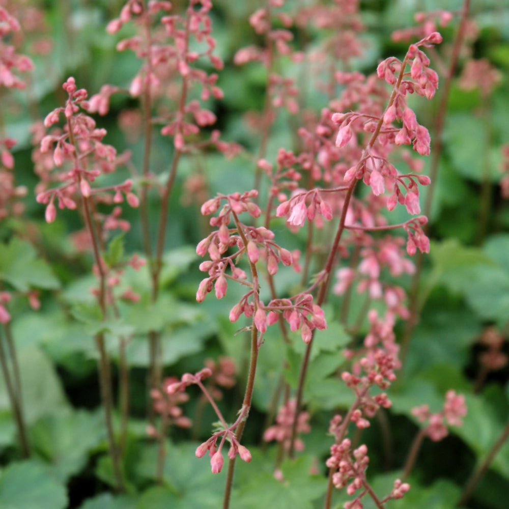 HEUCHERA PEPPERMINT SPICE