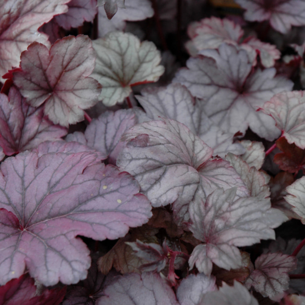 HEUCHERA SHANGHAI