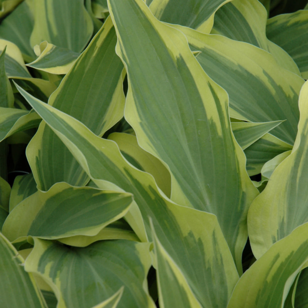 HOSTA LAKESIDE DRAGONFLY