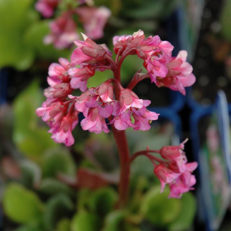 BERGENIA EDENS DARK MARGIN