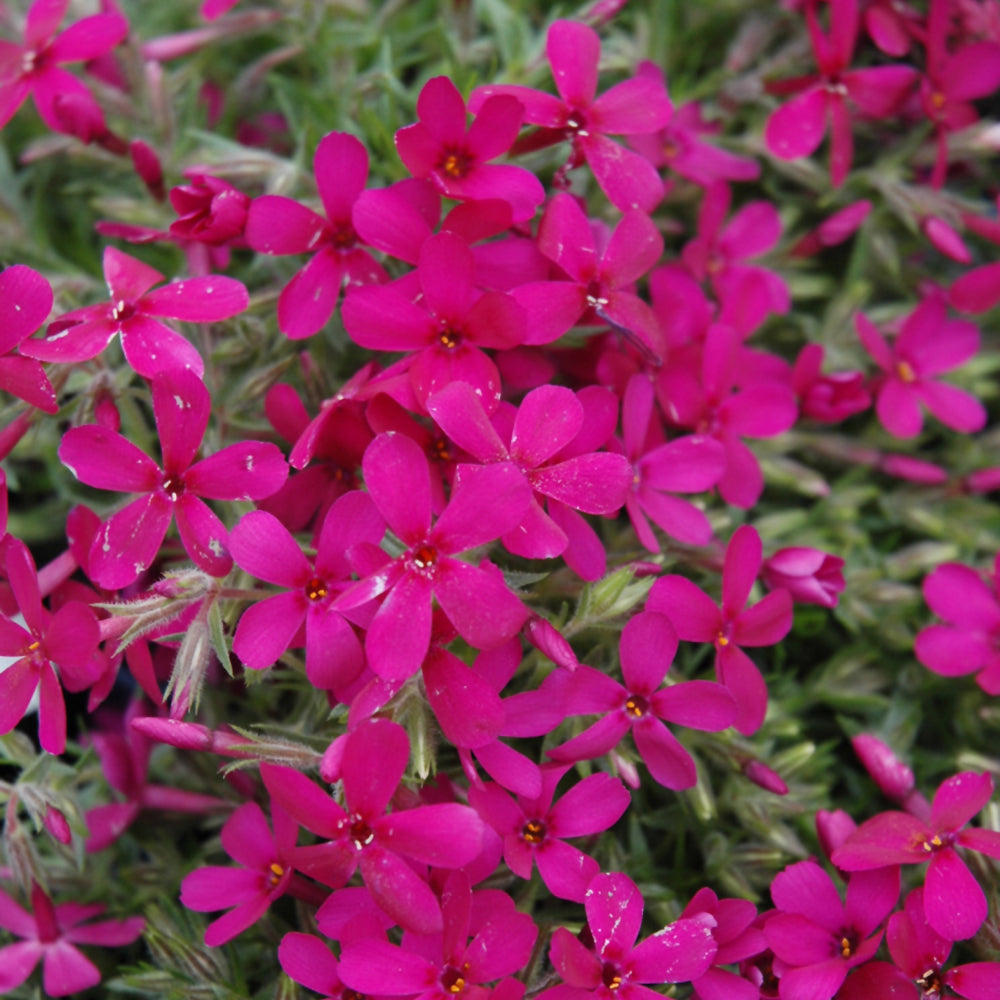PHLOX CRACKERJACK