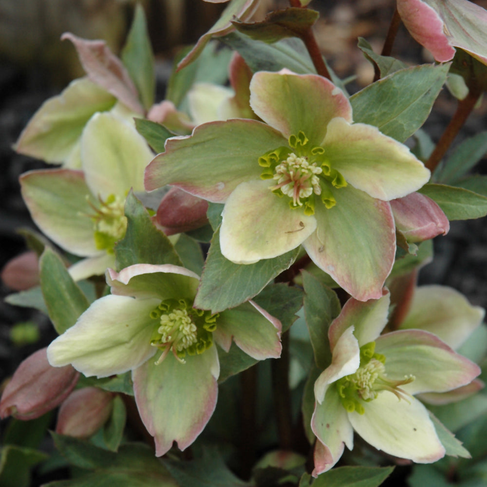 HELLEBORUS IVORY PRINCE