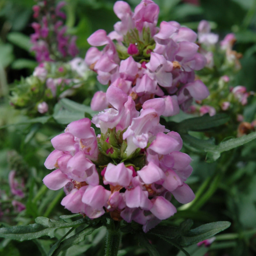 PRUNELLA SUMMER DAZE