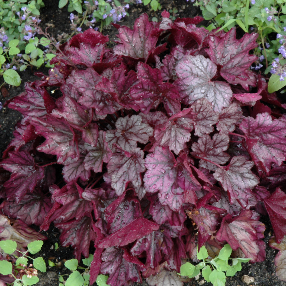 HEUCHERA DOLCE BLACKBERRY ICE
