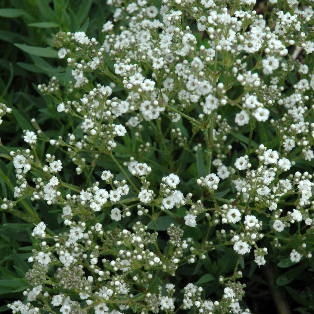 GYPSOPHILA FESTIVAL STAR