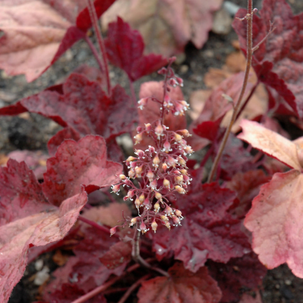 HEUCHERA LAVA LAMP