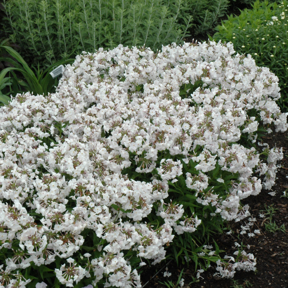 PHLOX MINNIE PEARL