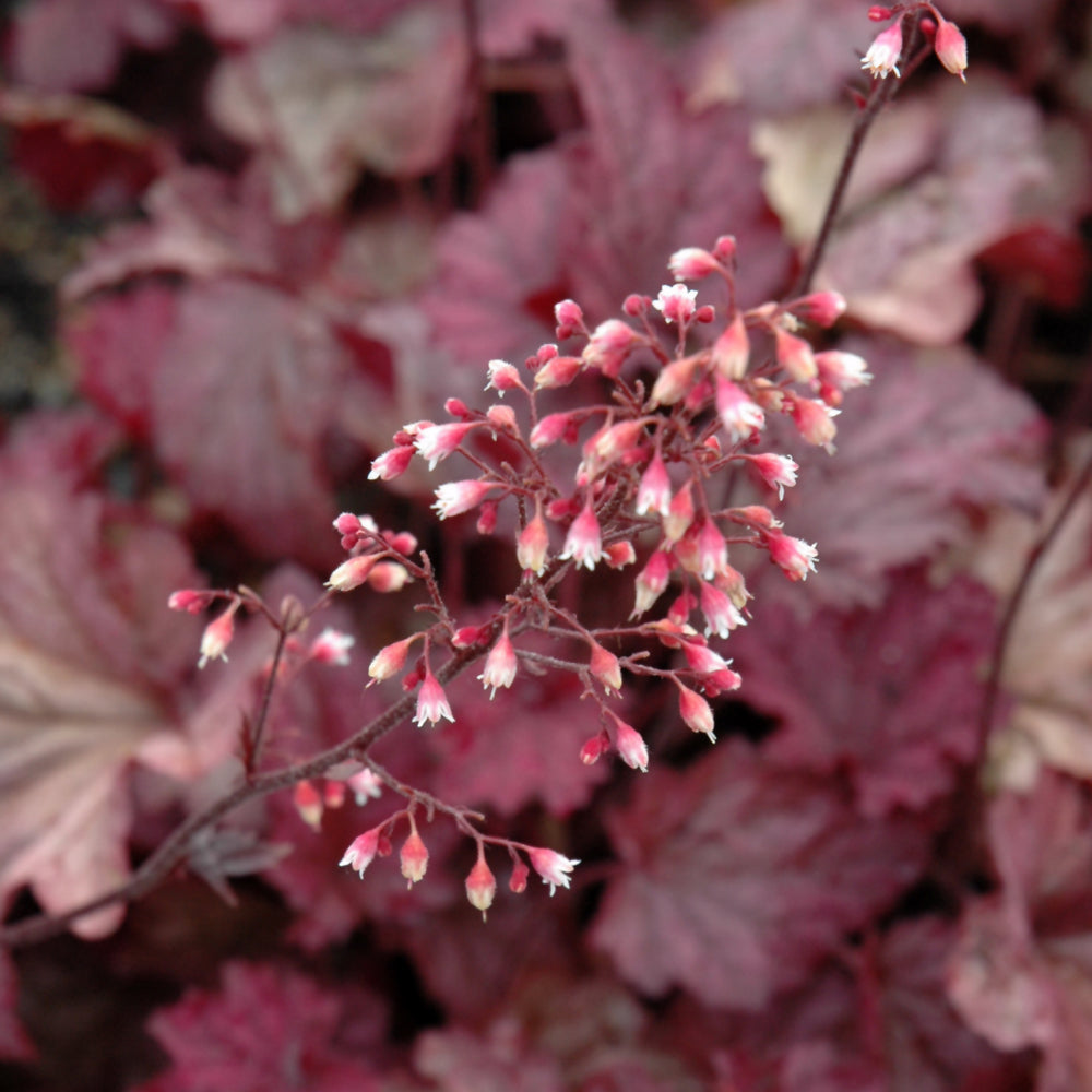 HEUCHERA BERRY SMOOTHIE