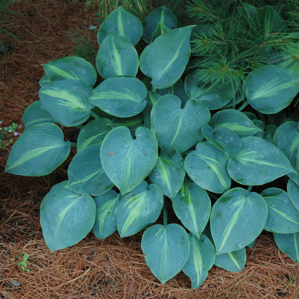 HOSTA TOUCH OF CLASS