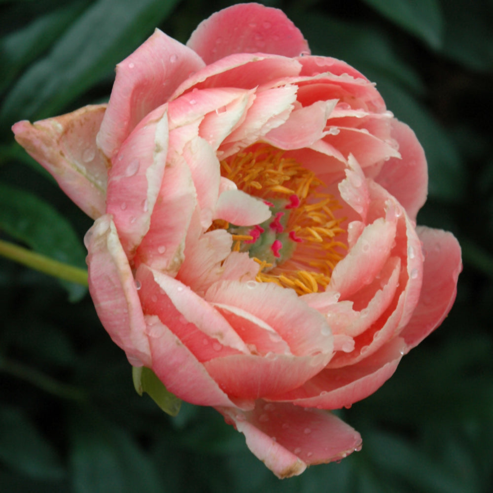 PAEONIA CORAL CHARM