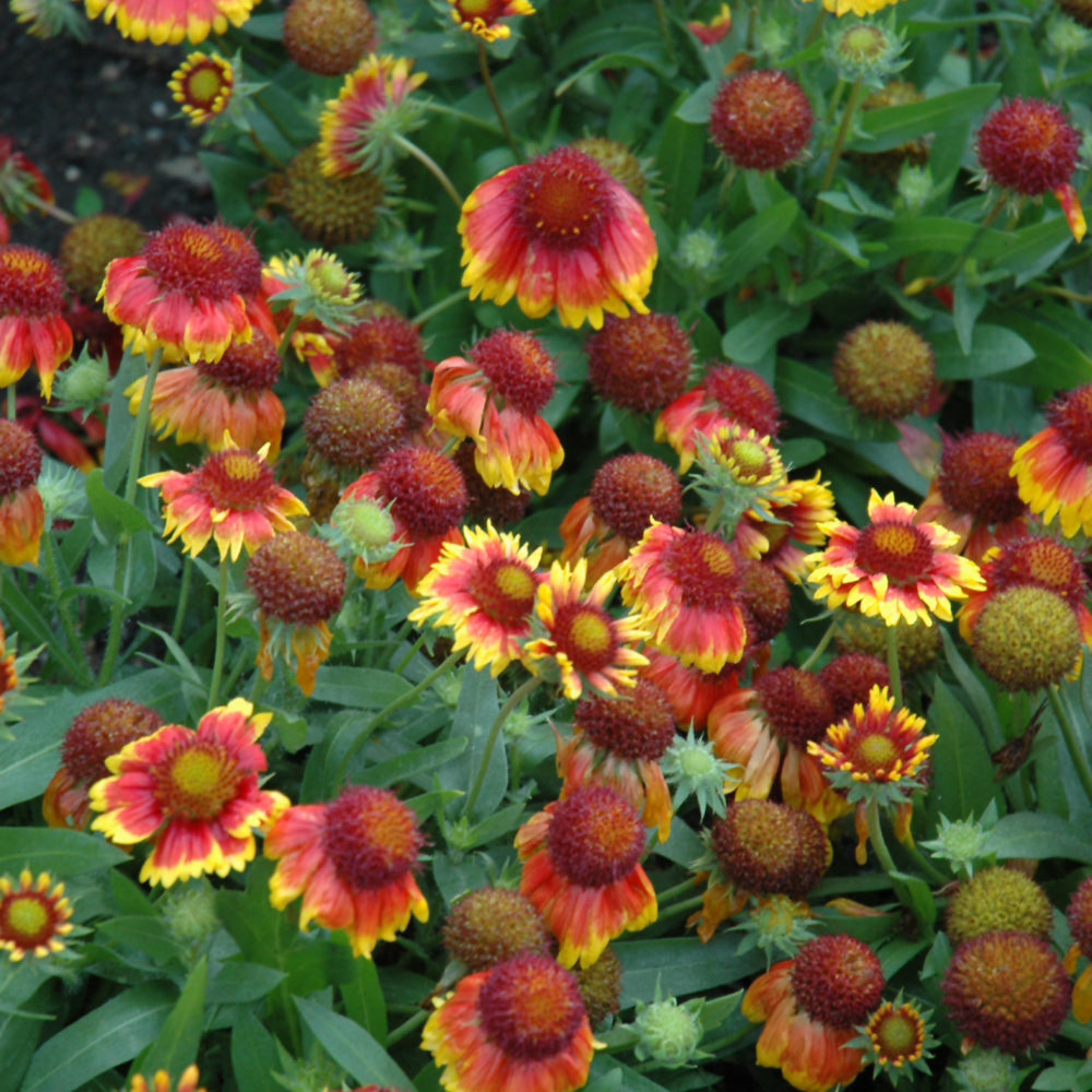 GAILLARDIA ARIZONA SUN