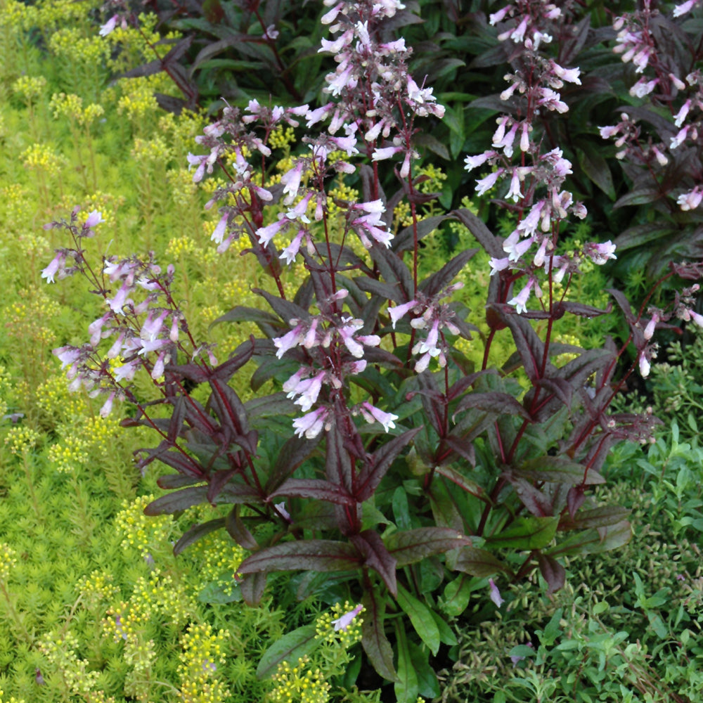PENSTEMON DARK TOWERS