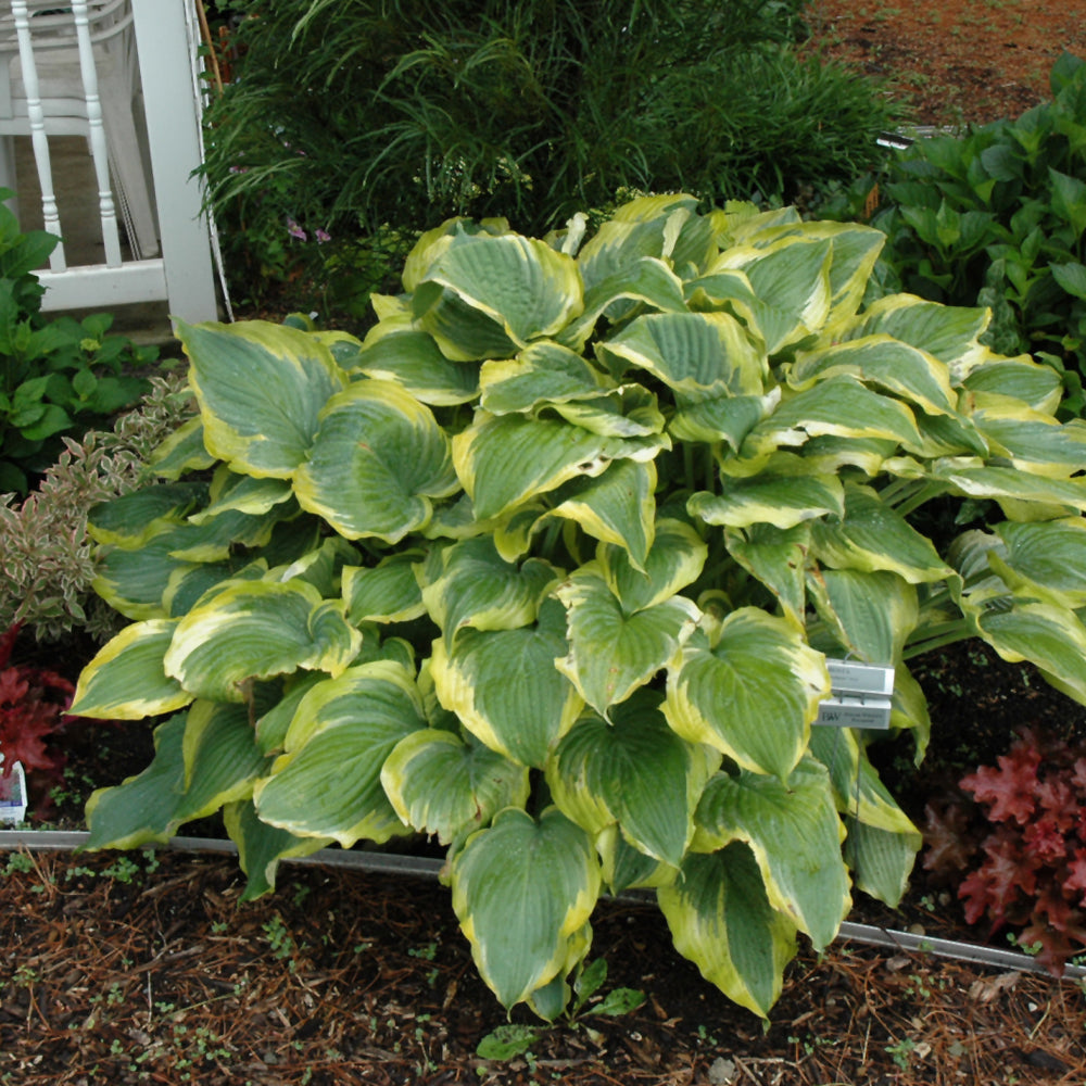 HOSTA SEDUCER