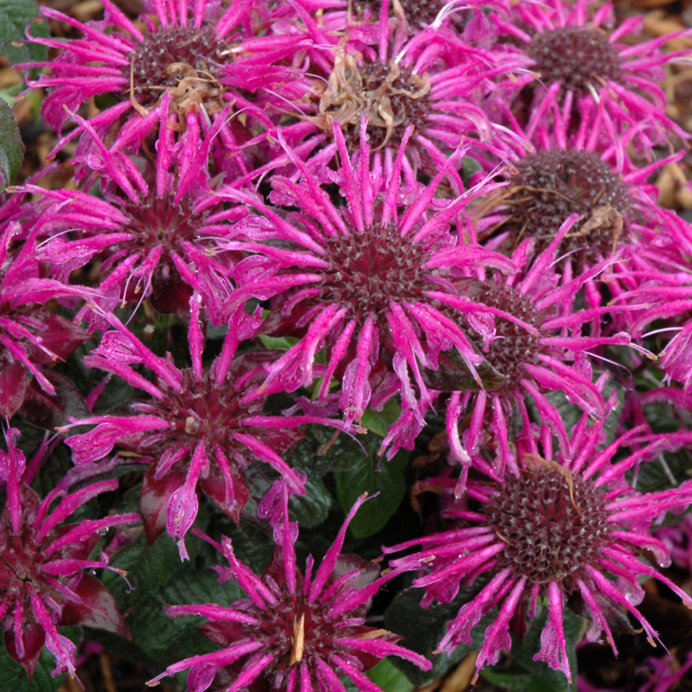 MONARDA BALMY PURPLE