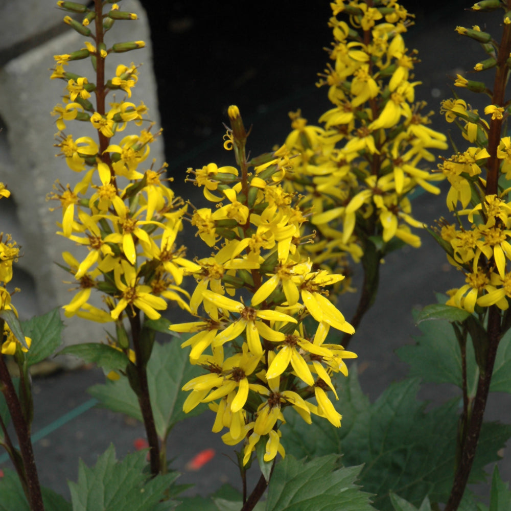 LIGULARIA LITTLE ROCKET