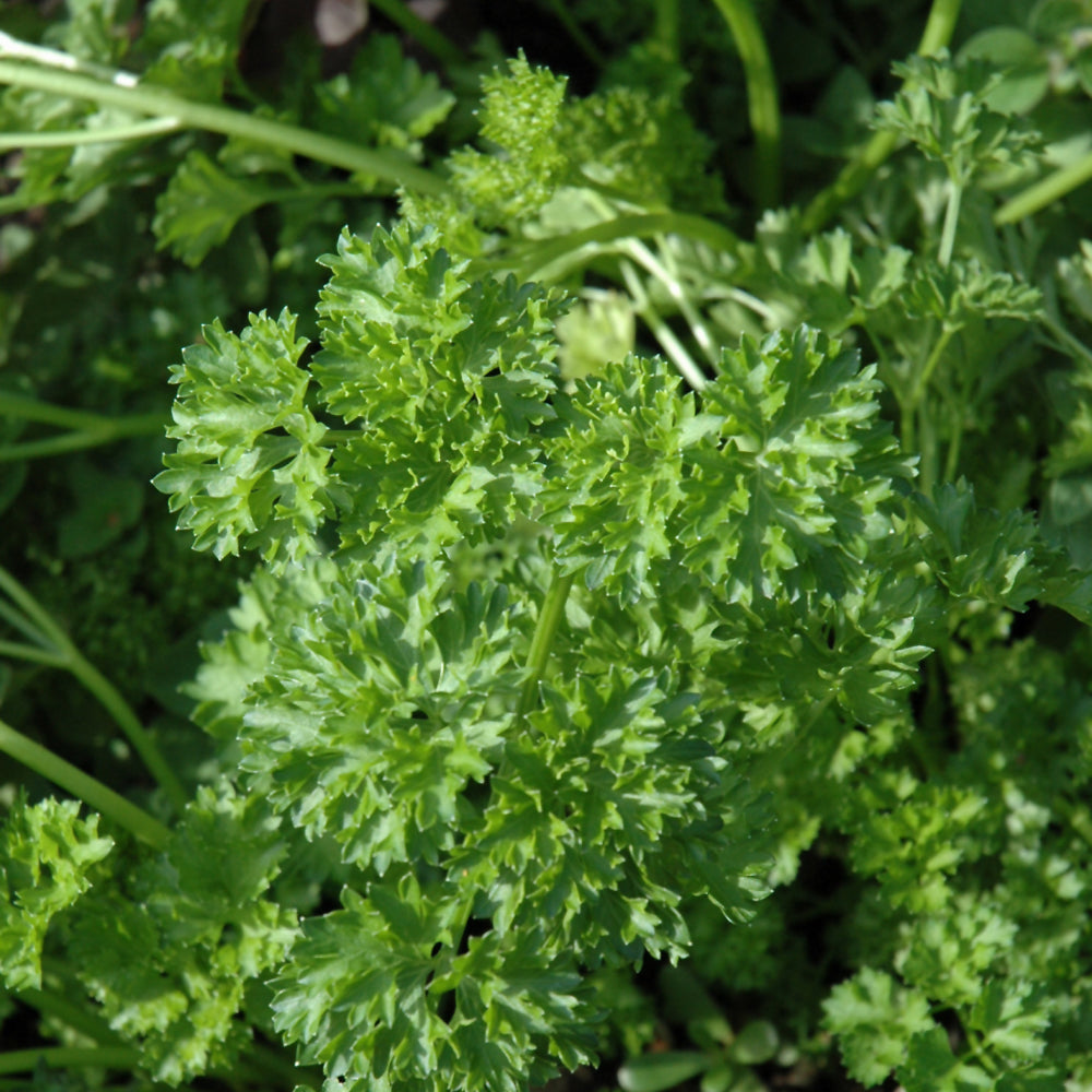Seed - Herb Parsley Forest Green