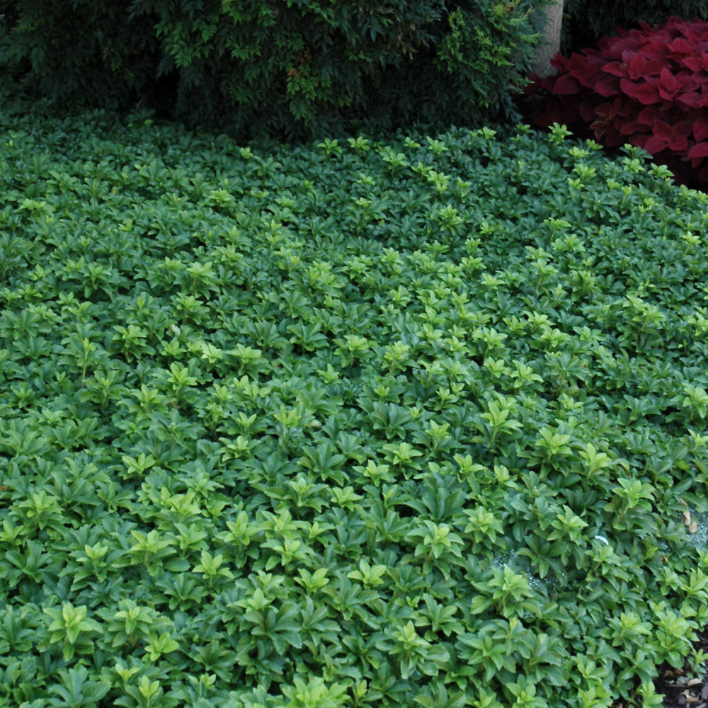 PACHYSANDRA GREEN SHEEN