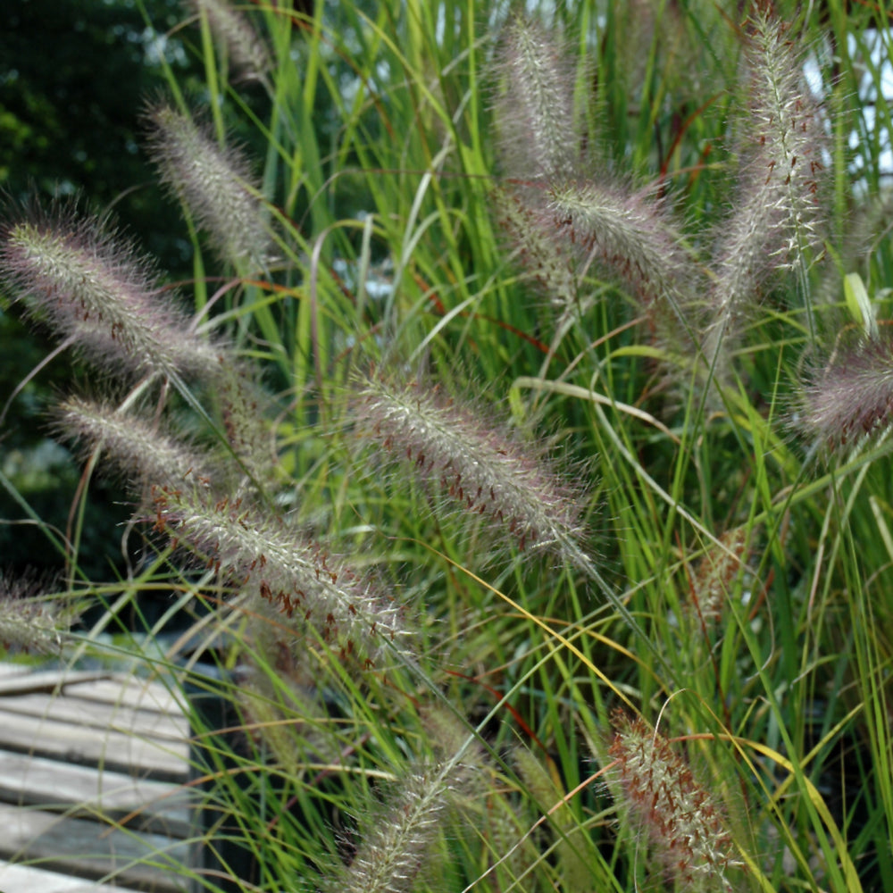 PENNISETUM CASSIAN