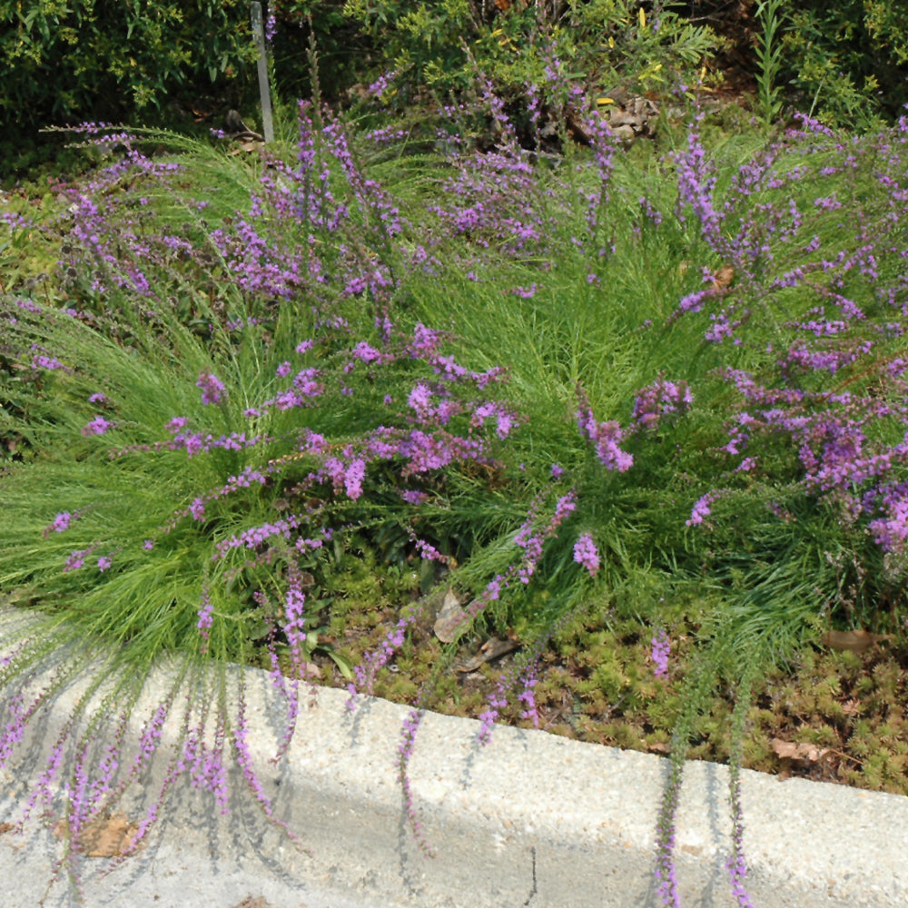 LIATRIS MICROCEPHALA