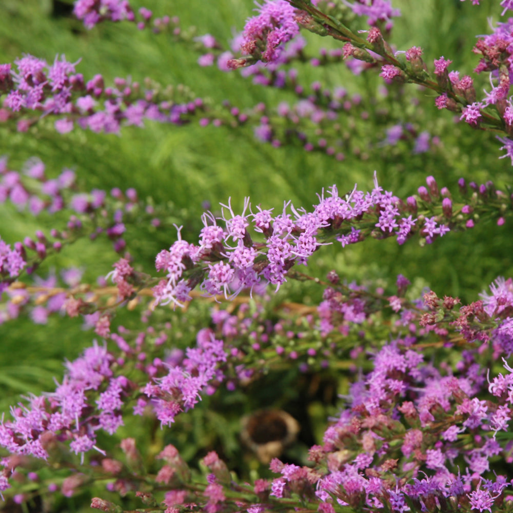 LIATRIS MICROCEPHALA