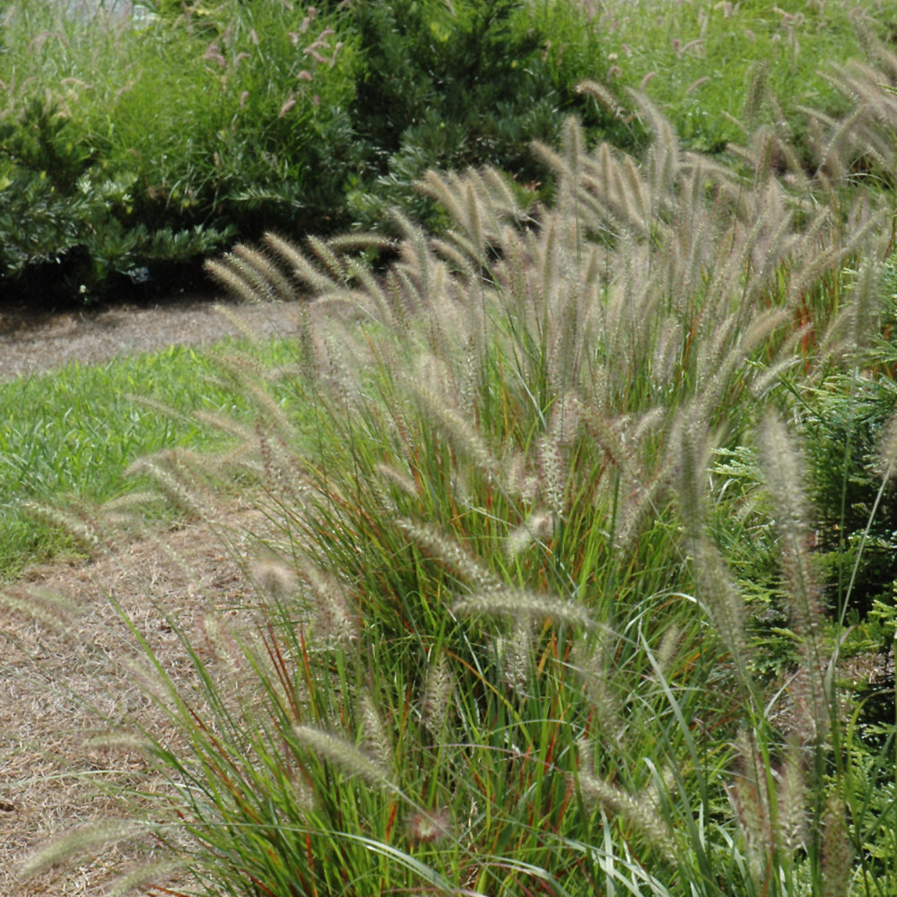 PENNISETUM CASSIAN