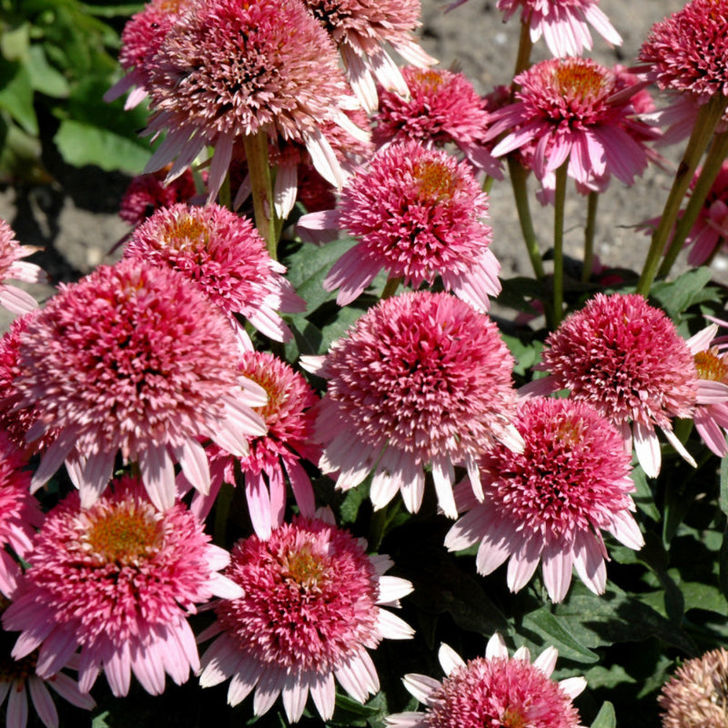 ECHINACEA BUTTERFLY KISSES