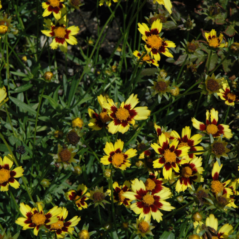 COREOPSIS COSMIC EYE