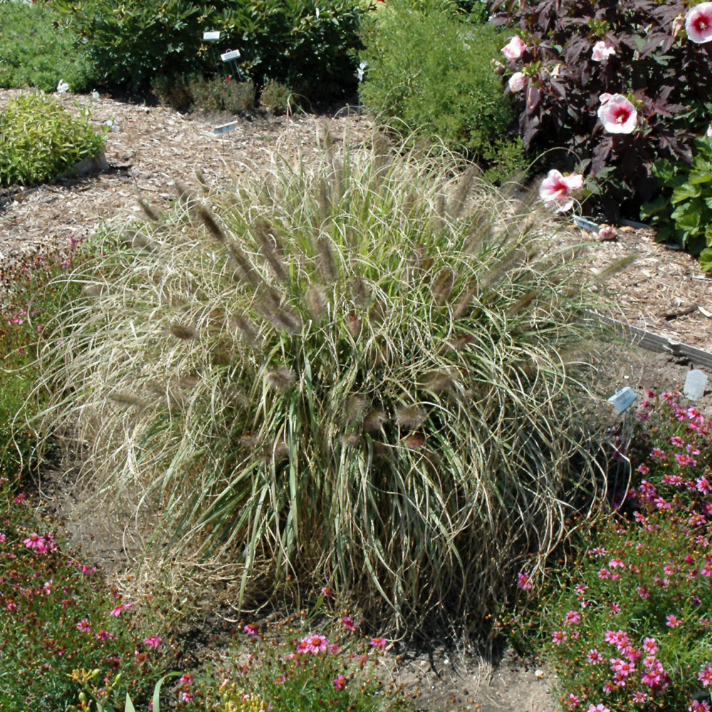 PENNISETUM GINGER LOVE