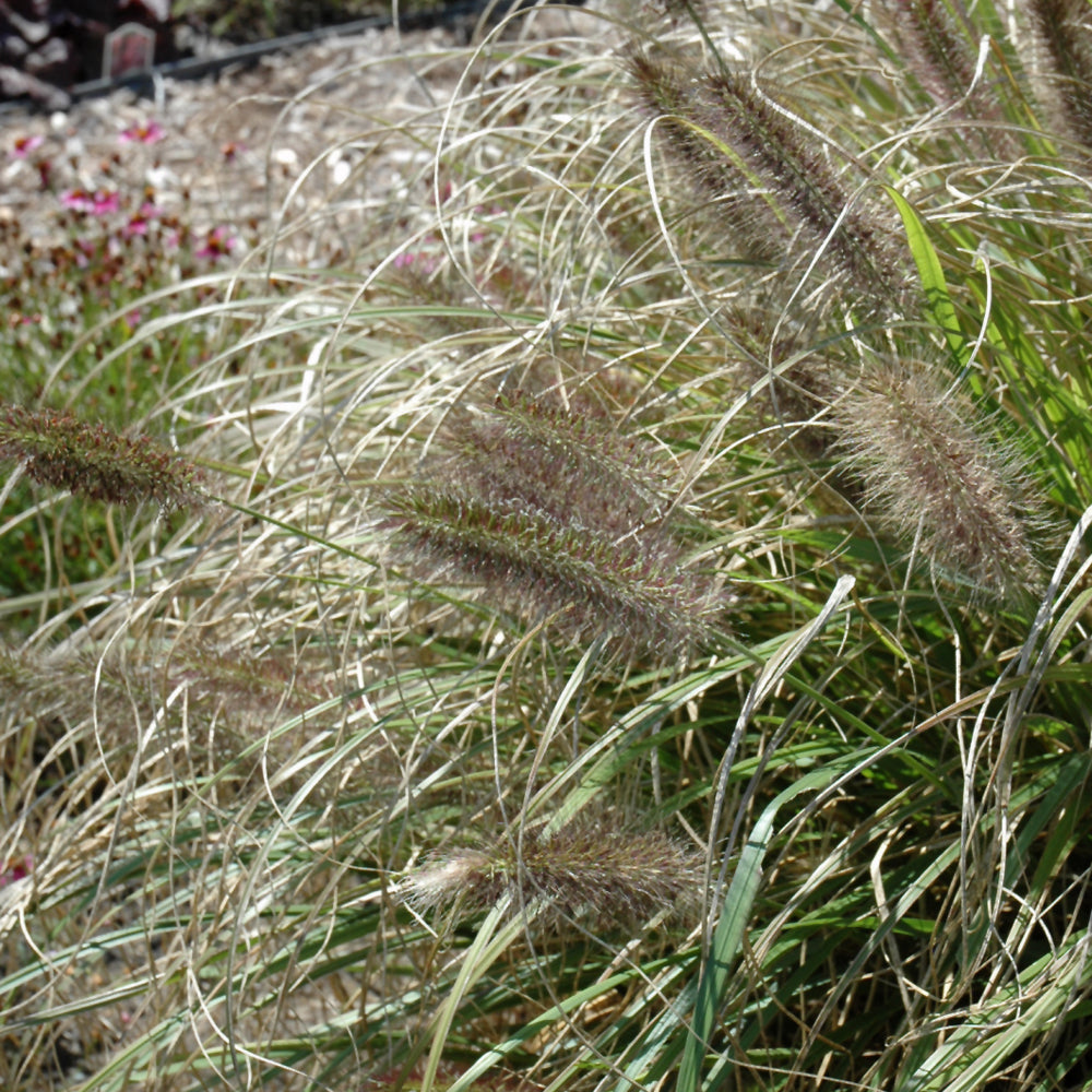 PENNISETUM GINGER LOVE