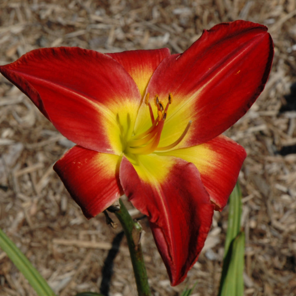 HEMEROCALLIS CHEROKEE STAR