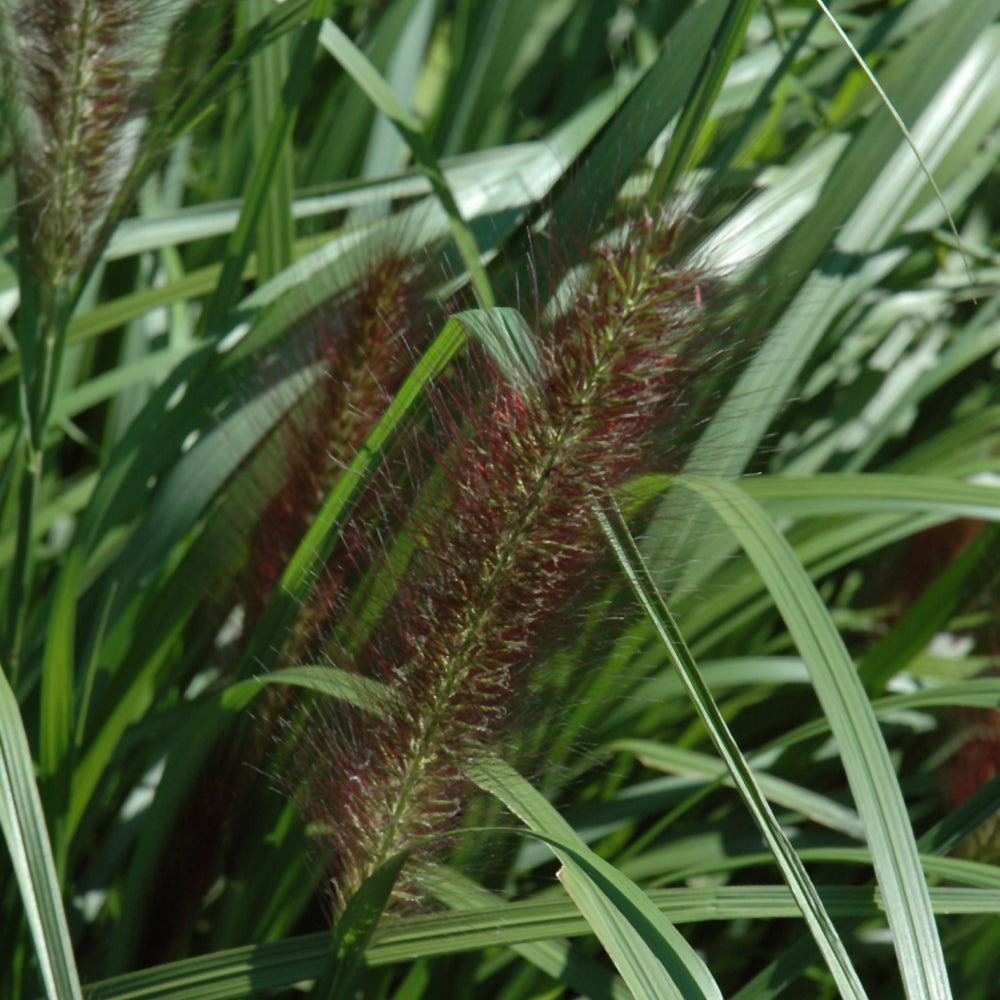PENNISETUM RED HEAD