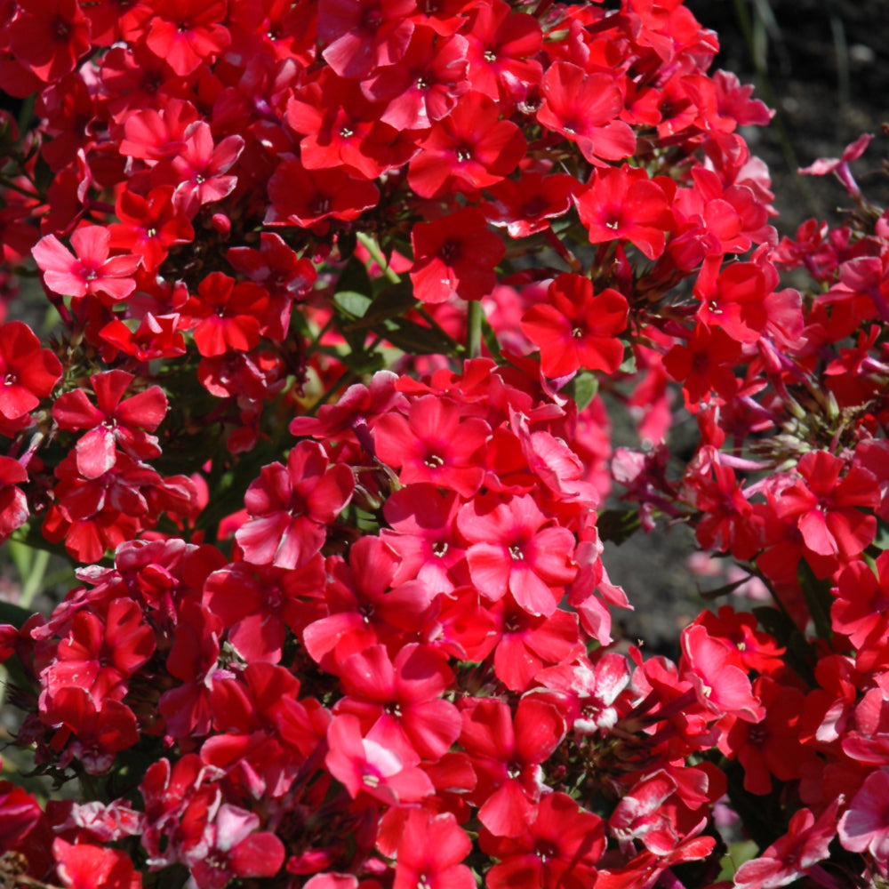 PHLOX ORANGE PERFECTION