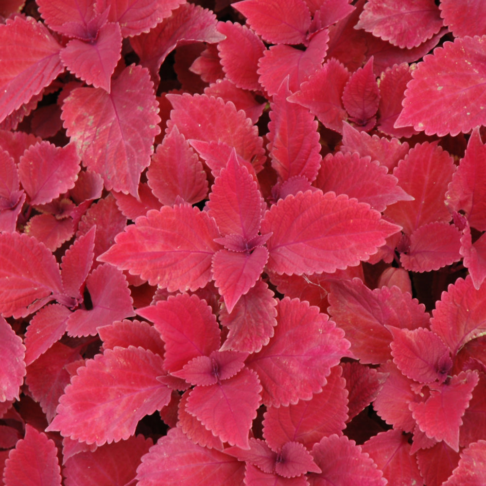 Coleus Red
